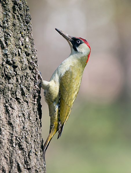 圖為歐洲綠啄木鳥(Picus viridis)，攝於烏克蘭切爾諾夫策的中央文化休閒公園。