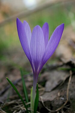 Άνθος Crocus veluchensis