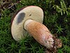 bruised boletus badius mushroom