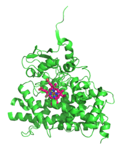 Steroid-17α-Hydroxylase