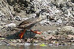 African finfoot