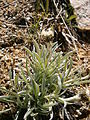 Antennaria carpatica