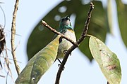 sunbird with metallic green upperparts, grey chin, whitish undersides, and a orangish and across the breast
