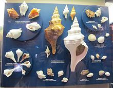 An exhibit showing albino and normal specimens of nine local species of marine molluscs, both gastropods and bivalves (The Bailey-Matthews National Shell Museum in Sanibel, Florida).
