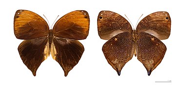  Museum specimen ♀ Both side