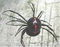 Female black widow from the upper rear, showing pattern.