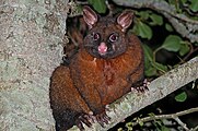 Common Brushtail Possum by Bryce McQuillan