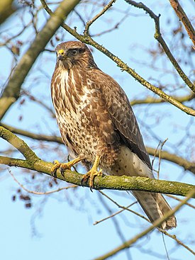 Канюк звичайний (Buteo buteo)