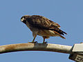 slika 1a. Buteo jamaicensis