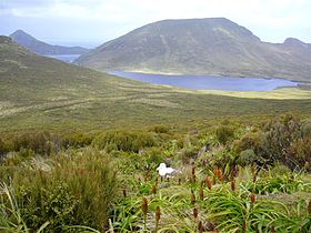 Image illustrative de l’article Île Campbell (Nouvelle-Zélande)