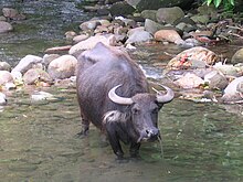 Water buffalo with large, curved horns, seen from above