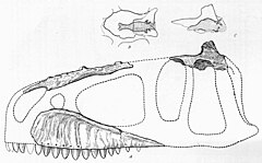 Dessin erroné en noir et blanc d'un crâne d'un dinosaure théropode, accompagné de deux reconstitutions du cerveau de l'animal.