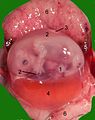 Opened uterus with cat fetus in midgestation: 1 umbilicus, 2 amniotic sac (chorion and amnion), 3 allantois, 4 yolk sac, 5 developing marginal hematoma, 6 maternal part of placenta (endometrium)