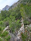 cheminée rampante sud à Callelongue, 50m à gauche du sentier du sémaphore