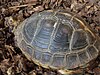 Chinese Box Turtle