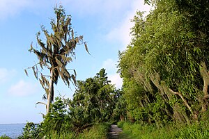 Photograph of a group of green trees, some covered in moss, that are blowing in the wind. There is a walking trail that is unpaved. Off in the distance, on the left side of the image, is a body of water.