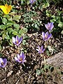 Crocus nudiflorus clump