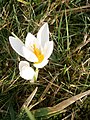 Crocus sieberi 'Bowles White'