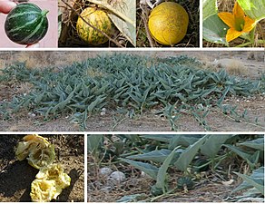 Cucurbita foetidissima, de México y Estados Unidos en zonas muy áridas y perenne, se comen las semillas, las hojas y las raíces reservantes y suculentas (el fruto no), se está estudiando mucho si conviene cultivarla. La particularidad de ser de climas muy áridos y soportar bien las sequías (planta perenne con órganos reservantes), se estudia su cultivo por eso. Nombres comunes: el más común (Feral) Buffalo Gourd, luego Fetid Gourd, Missouri gourd, calabacilla (es común que se lo escriba con el error de ortografía, calabazilla), chili coyote. Aclaración de que todas las variedades de Cucurbita silvestres, de fruto pequeño y tóxico, son potencialmente llamadas "calabacilla" o "calabacilla loca" en México, como Cucurbita digitata o Cucurbita palmata, etc, ver en tabla más abajo de calabazas silvestres de México.