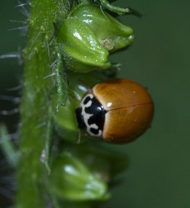 Cycloneda munda