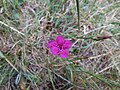 Dianthus deltoides