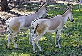 Persian onager