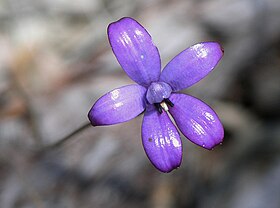 Elythranthera brunonis