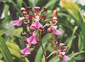 Encyclia cordigera inflorescence