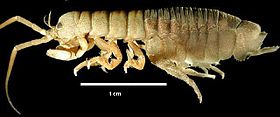 Eophreatoicus (um isópode de água doce da Austrália)