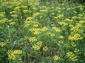 Euphorbia cyparissias