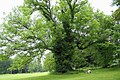 Old tree, Belgium