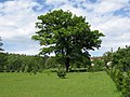 Oak in Górki Śląskie