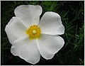 Ficheiro:Galicia (Spain). Flor.jpg