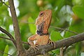 Oriental garden lizard in Chotian, Punjab