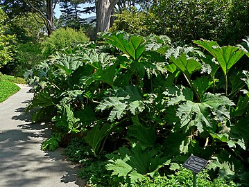 Nalca (Gunnera tinctoria)