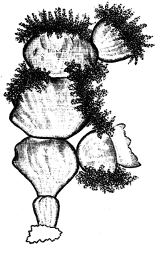 Dessin de 1904 de Friedrich Oltmanns montrant les franges de vésicules reproductives apparues sur les bords des segments de l'algue