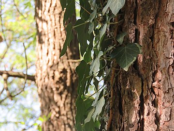 Hedera helix