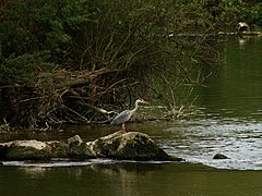 Héron pêchant dans l'Albarine.