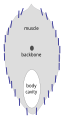 Image 19Herring reflectors are nearly vertical for camouflage from the side. (from Pelagic fish)