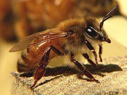 Abeille à miel d'Europe et d'Afrique : Apis mellifera