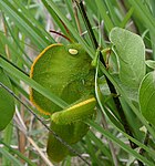 Hooded grasshopper Teratodus monticollis, superbly mimics a leaf with a bright orange border