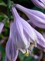 Hosta 'Abiqua Blue Crinkles'