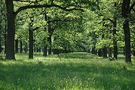 Plantation de chênes dans la forêt de Reinhard.