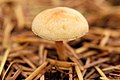 Hypholoma radicosum