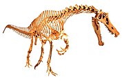 Reconstructed skeleton