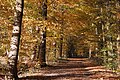 November: Der Große Kreuzweg in Coesfeld in voller Herbstpracht