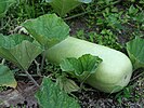 Bottle Gourd (Ilo: Tabungaw or Tlg: Upo)