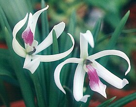 Leptotes bicolor