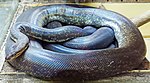 Timor-Wasserpython in einem Zoo