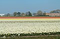 Lisse, tulip fields in different colours